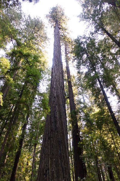 20150822_153609 RX100M4.jpg - Giant redwoods, Humbolt Redwood State Park,